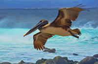 Brown pelican