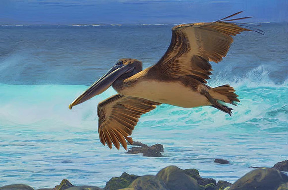 Brown pelican
