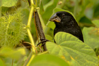 Large ground finch
