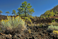 Plants and lava, Sunset Crater National Monument