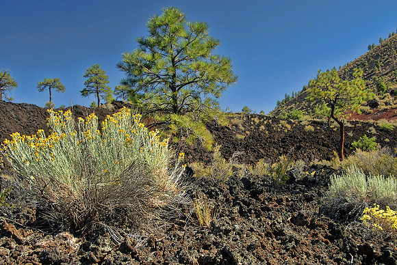 Plants and lava, Sunset Crater National Monument