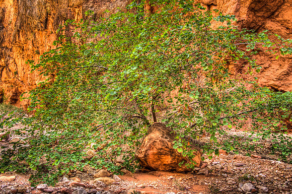 The Zen tree