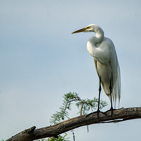 Great egret #2
