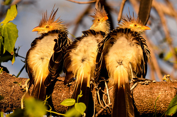 The three dudes -- Guira cuckoos