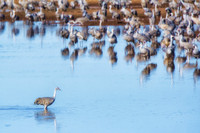 Sandhill cranes