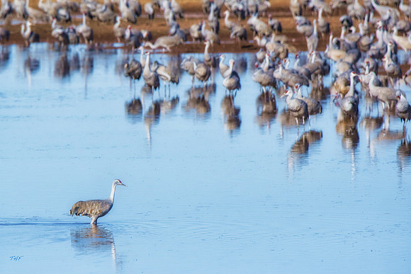 Sandhill cranes