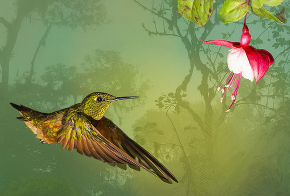 Chestnut-breasted coronet hummingbird