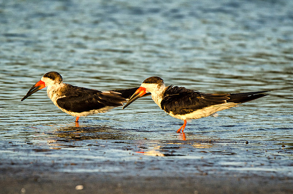 Black skimmers