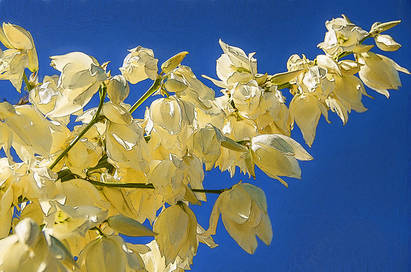 Soaptree yucca flowers