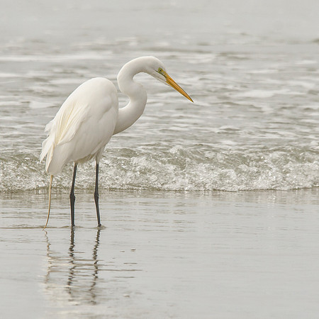 Foraging great egret
