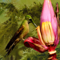 Fawn-breasted brilliant hummingbird