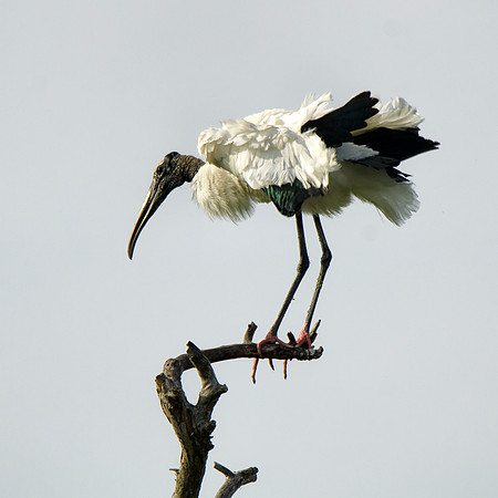 Wood stork #2