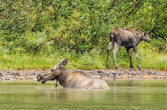Mamma moose and calf