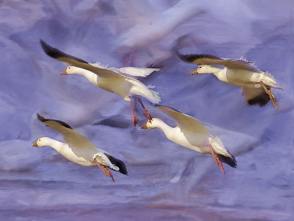 Snow geese  on the wing