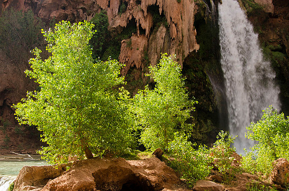 Young cottonwood trees near Havasu Falls