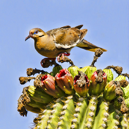 Saguaro feast