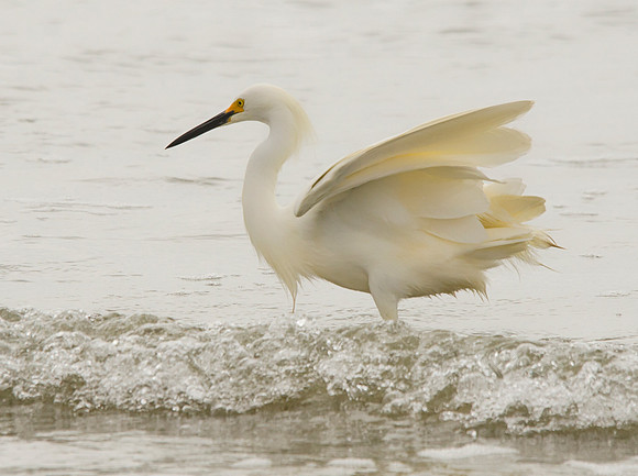 Snowy egret #2