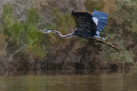 Great blue heron