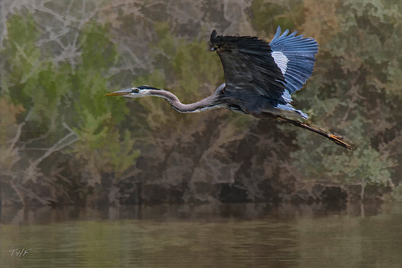Great blue heron