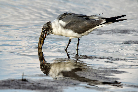 Immature laughing gull with food