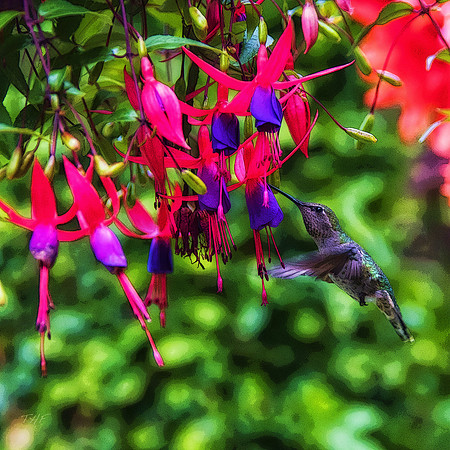 Hummingbird at Fuchsia