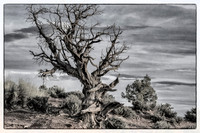 Remains of an ancient juniper near Tunnel Arch