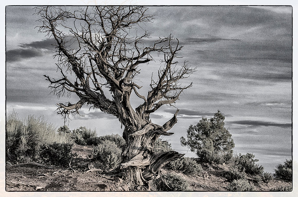 Remains of an ancient juniper near Tunnel Arch