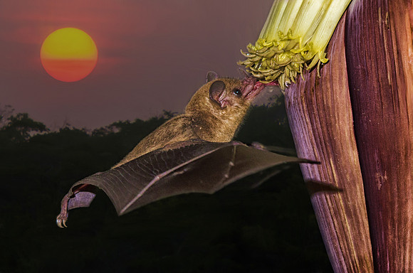 Common Long-tongued bat at a banana flower