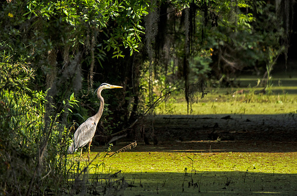 Great blue heron in a swamp