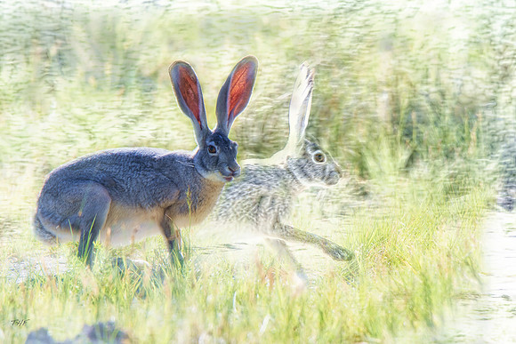 Whitetail jackrabbit, Mono Lake CA