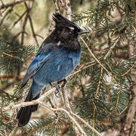 Steller's jay #1