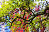 Spring foliage