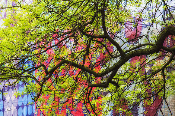 Spring foliage