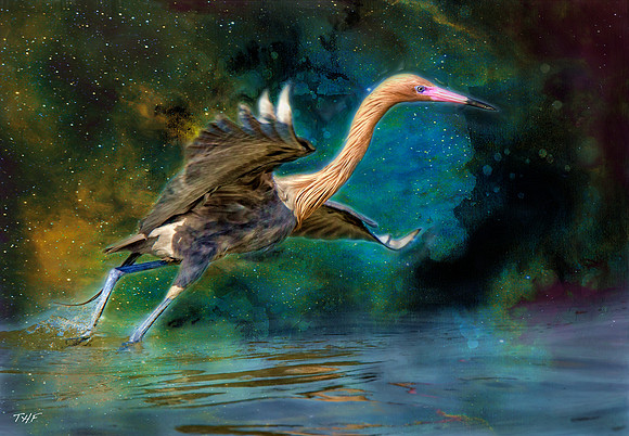 Reddish Egret #4