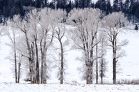 Aspens, Lamar Valley