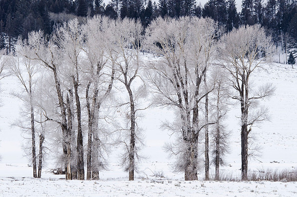 Aspens, Lamar Valley