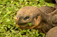 Galapagos tortoise