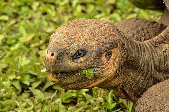 Galapagos tortoise