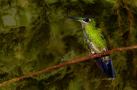 Female green-crowned brilliant hummingbird