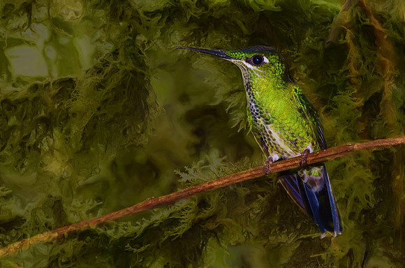 Female green-crowned brilliant hummingbird