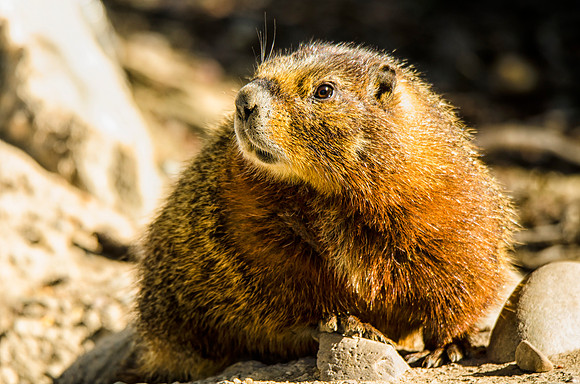 Close up portrait of a yellow-bellied marmot