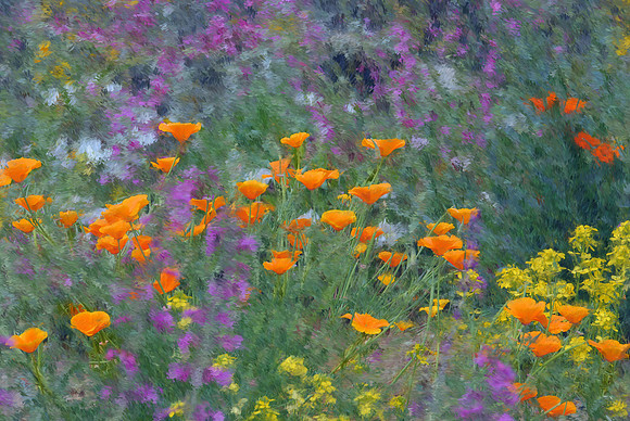 If Monet had lived in the Sonoran Desert