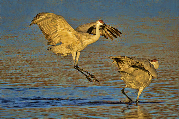 Crane dancing #3