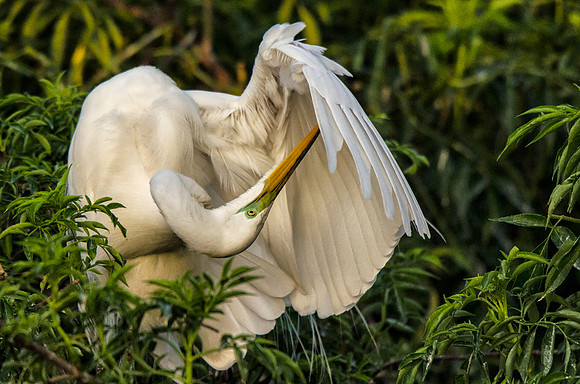 Preening great egret