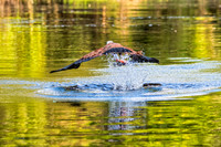 Black-collared hawk catching a pirhana