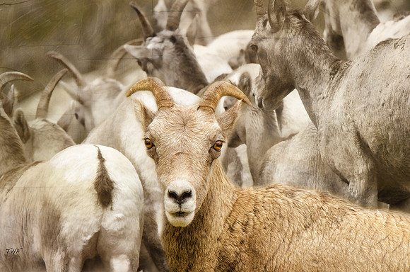 Rocky Mountain bighorns