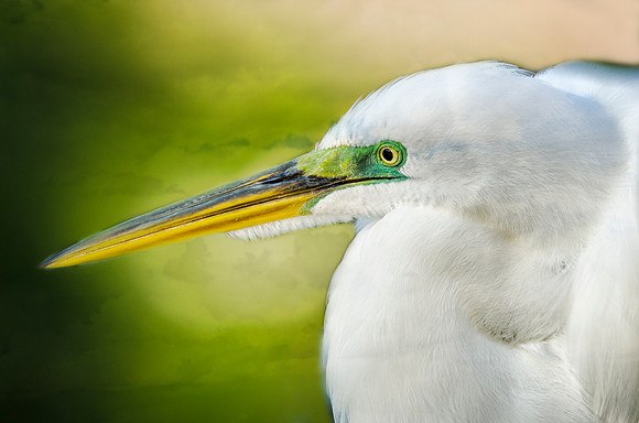 Great egret portrait