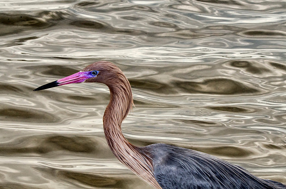 A calm reddish egret