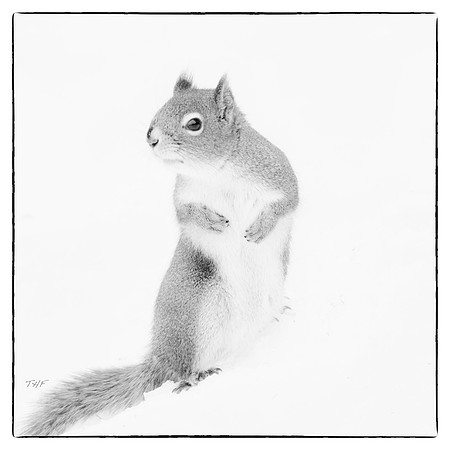 Red squirrel #1