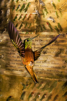 Colibri